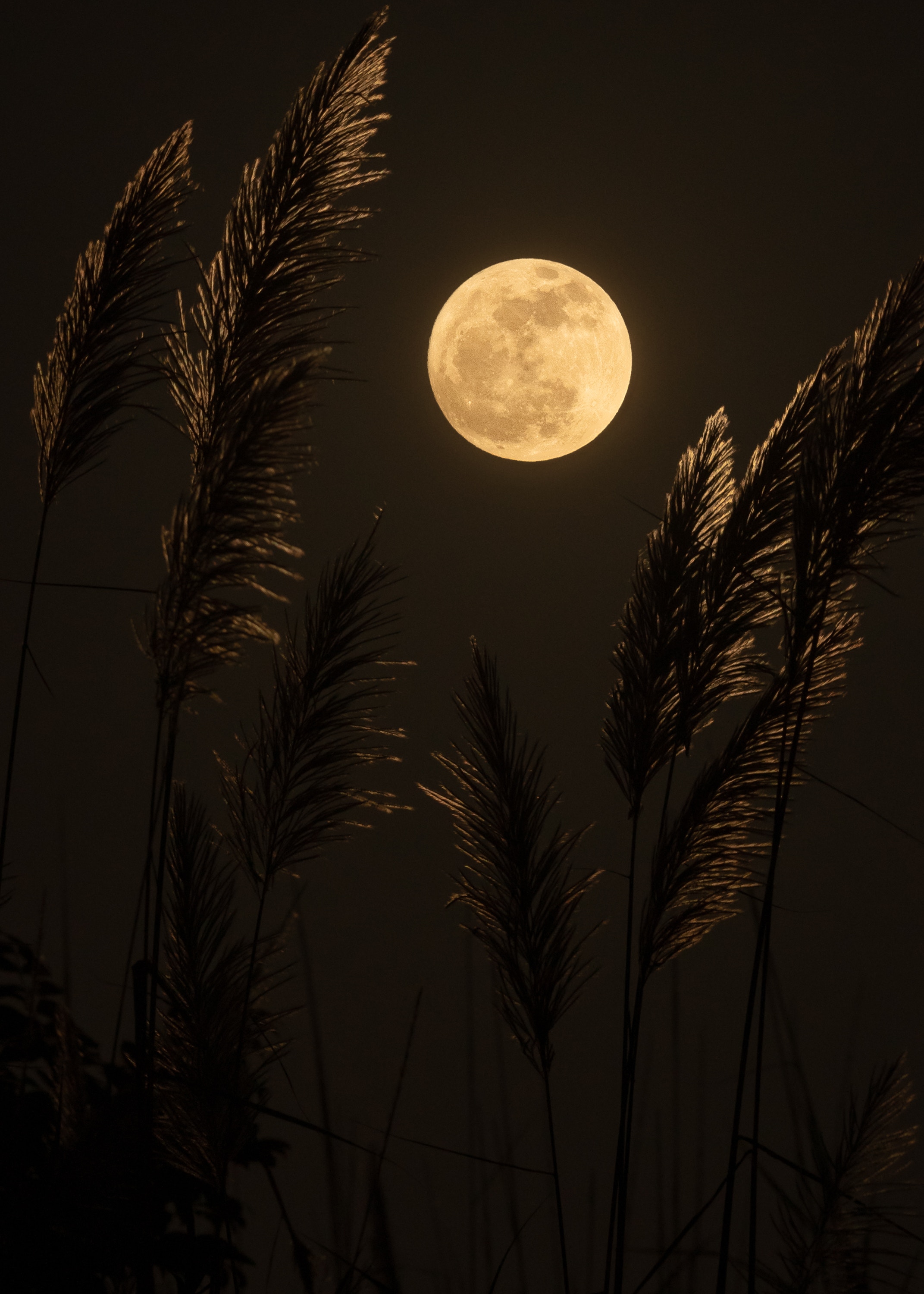 glowing full moon behind wheat grass